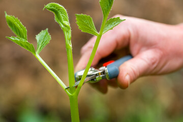 Gardener pinching dahlia plants. Pinching or snipping out a part of the new plant’s growth...