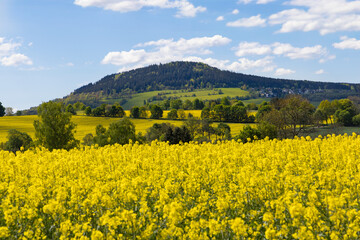 rapsbl&uuml;te Landschaft gelb Berg Natur