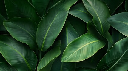 Photograph of lush green banana leaves, overlapping in a dense, dark background.
