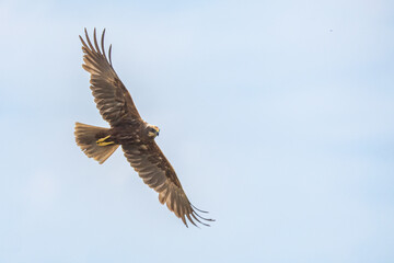 The western marsh harrier (Circus aeruginosus) is a large harrier, a bird of prey from temperate...