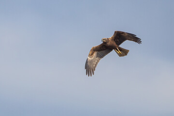 The western marsh harrier (Circus aeruginosus) is a large harrier, a bird of prey from temperate and subtropical western Eurasia and adjacent Africa. It is also known as the Eurasian marsh harrier.