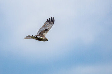 The western marsh harrier (Circus aeruginosus) is a large harrier, a bird of prey from temperate and subtropical western Eurasia and adjacent Africa. It is also known as the Eurasian marsh harrier.
