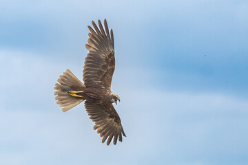 The western marsh harrier (Circus aeruginosus) is a large harrier, a bird of prey from temperate...