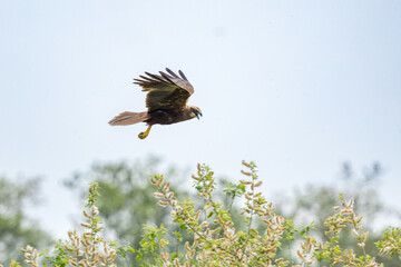 The western marsh harrier (Circus aeruginosus) is a large harrier, a bird of prey from temperate...