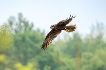 The western marsh harrier (Circus aeruginosus) is a large harrier, a bird of prey from temperate...
