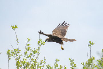 The western marsh harrier (Circus aeruginosus) is a large harrier, a bird of prey from temperate...