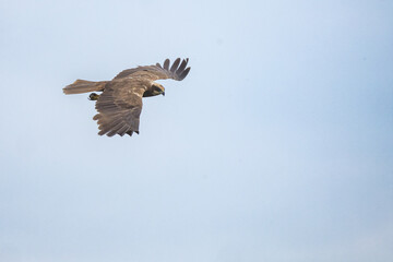 The western marsh harrier (Circus aeruginosus) is a large harrier, a bird of prey from temperate...