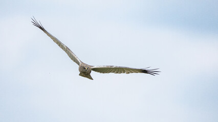 The western marsh harrier (Circus aeruginosus) is a large harrier, a bird of prey from temperate...