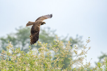 The western marsh harrier (Circus aeruginosus) is a large harrier, a bird of prey from temperate and subtropical western Eurasia and adjacent Africa. It is also known as the Eurasian marsh harrier.