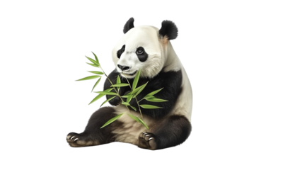 Panda  eating bamboo isolated on transparent white background, clipping path ,png 
