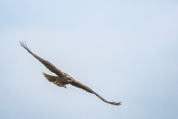The western marsh harrier (Circus aeruginosus) is a large harrier, a bird of prey from temperate...