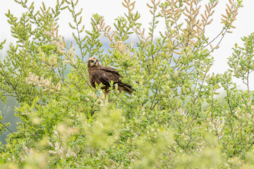The western marsh harrier (Circus aeruginosus) is a large harrier, a bird of prey from temperate...