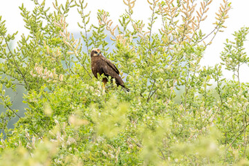 The western marsh harrier (Circus aeruginosus) is a large harrier, a bird of prey from temperate and subtropical western Eurasia and adjacent Africa. It is also known as the Eurasian marsh harrier.