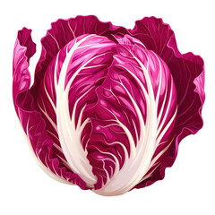 Obraz premium Detailed Cartoon Illustration of Fresh Radicchio Isolated on a White Background, Perfect for Culinary and Health-Related Designs