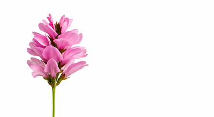 pink flower,  flower,  blossom, Single Pink Flower on White Background