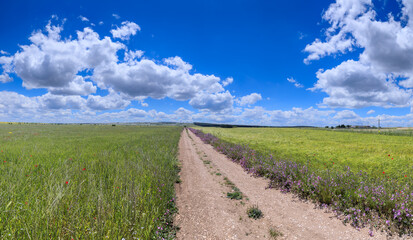 Spring hilly landscape with fields of immature cereals crossed by a path: Alta Murgia National Park in Puglia, Italy.