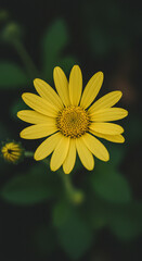Close up of a vibrant yellow daisy flower in full bloom showcasing natural beauty