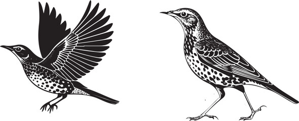 Thrush bird silhouette vector design with white background .