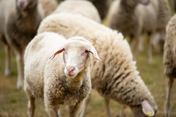 white sheep and lamb in the herd grazing in the countryside on a green pasture
