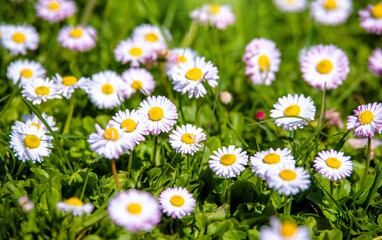 Fototapeta premium White small daisies blooming on grass background 