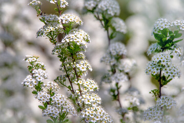 Spirea bushes bloom in the spring in May
