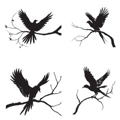 Obraz premium black silhouette of a bird side view isolated