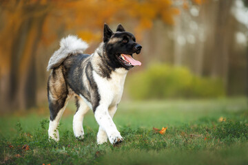 happy akita dog walking outdoors on grass