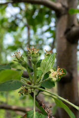 the fruit of a tree after flowering