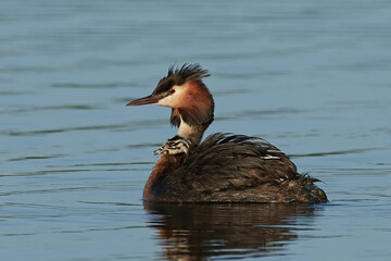 Great crested grebe (Podiceps cristatus)