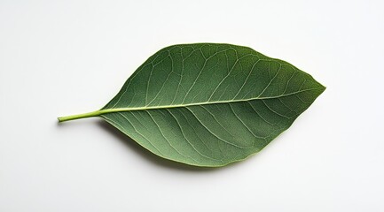 Obraz premium Single green leaf on white background