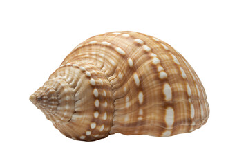 Obraz premium Seashell with Transparent Background: Nature's Spiral Beauty