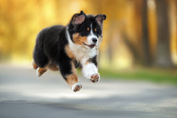 funny australian shepherd puppy jumping outdoors in the park