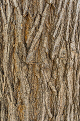 Embossed texture of the bark of oak. Panoramic photo of the oak texture.