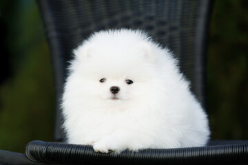 cute white pomeranian spitz puppy lying on a chair
