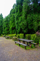 Stone picnic tables under vibrant greenery in a peaceful forest location