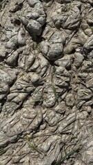 bark of tree