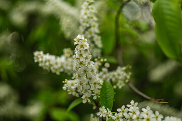Flowering bird cherry