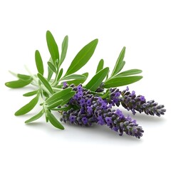 Obraz premium lavender isolated on white background