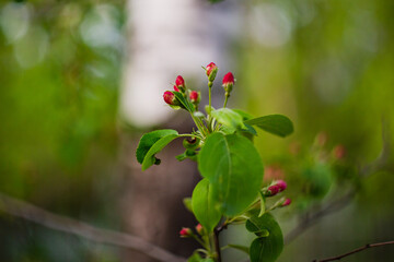 Spring apple blossoms in the Middle Urals, May 2025.