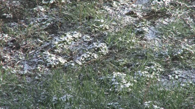 White snowflakes fall on green grass in spring &mdash; the unpredictability of life processes. For: art projects, musical backgrounds, design portfolios.