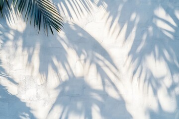 Soft shadows of palm leaves cast on a textured white wall under natural sunlight, creating a calm and tropical atmosphere