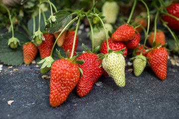 Strawberry. Red juicy strawberries. Cultivation of strawberries. Lots of ripe strawberries