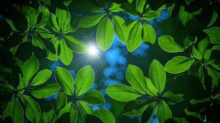 Lush green leaves, sunlight filtering through canopy