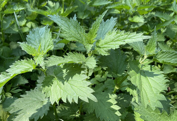 Nettle. A bush of plants. In May, wild plants gain a good leaf mass. For example, a wild nettle bush has risen beautifully. It has a bright, rich color, wide leaves