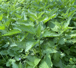 Nettle. A bush of plants. In May, wild plants gain a good leaf mass. For example, a wild nettle...