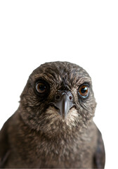 Bird's Intense Gaze, Transparent Background, Wildlife Close-Up with Sharp Focus,  Detailed Feathers.
