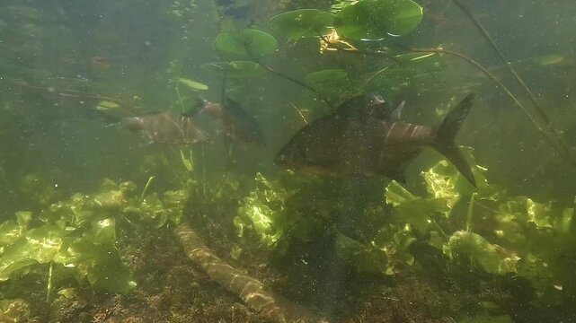 Several tench &ndash; Tinca tinca &ndash; and bream &ndash; Abramis brama &ndash; swim cautiously beneath the protective cover of lily pads in the shallow waters of a freshwater lake, creating a serene, natural scene.