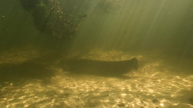 A wide shot slowly advancing toward the head of a resting wels catfish &ndash; Silurus glanis &ndash; on the sandy bottom of a river, capturing the calm of this nocturnal apex predator during daylight hours.