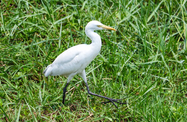 A white bird is walking through a field of grass