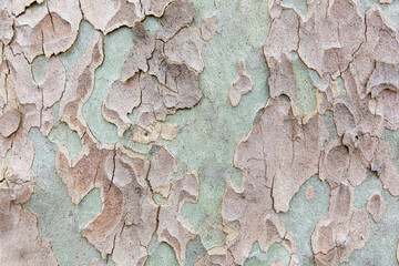 The bark of a tree has a rough, textured surface with a mix of green